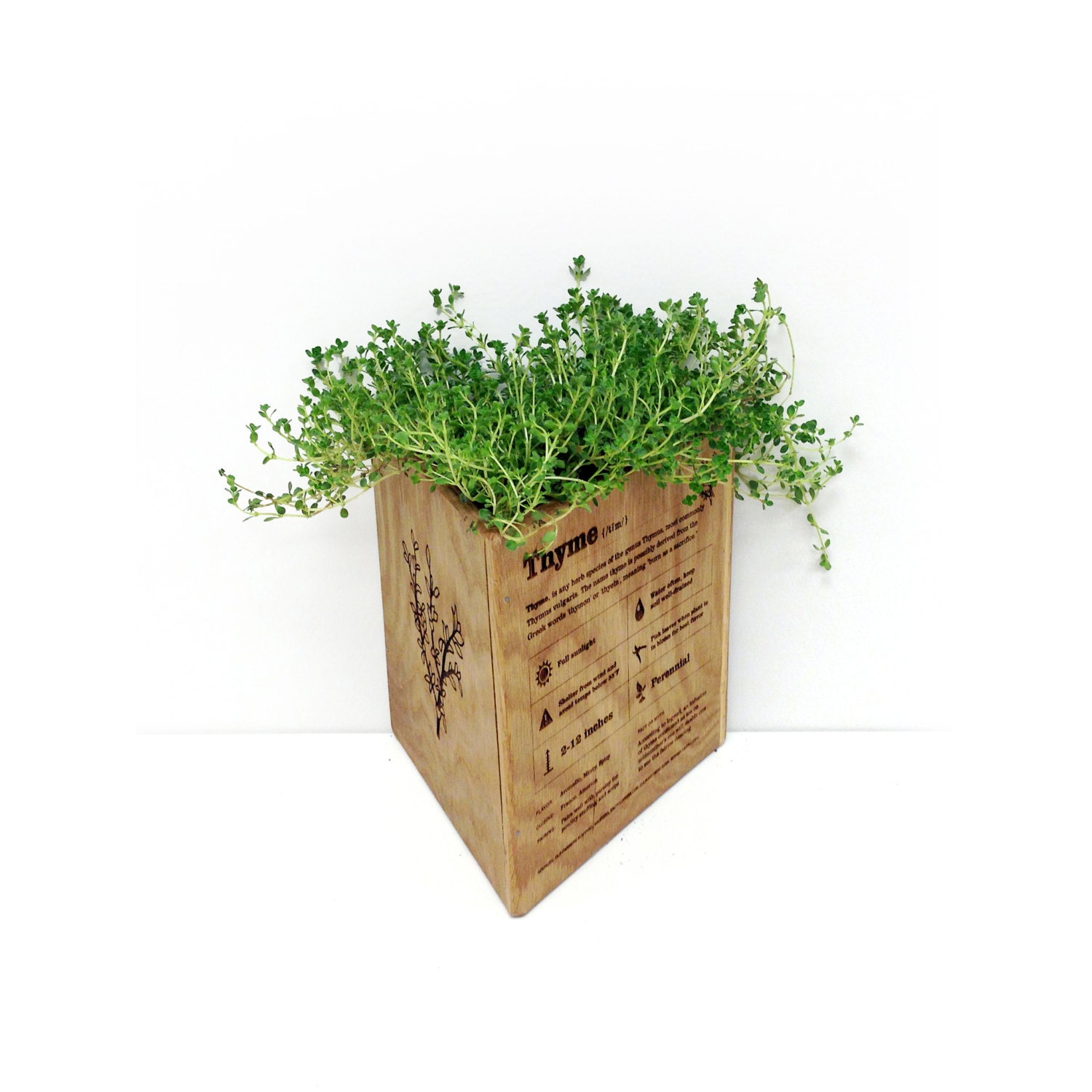 Triangle Planter Box / Thyme / Wood Engraved / Oak by MileNine