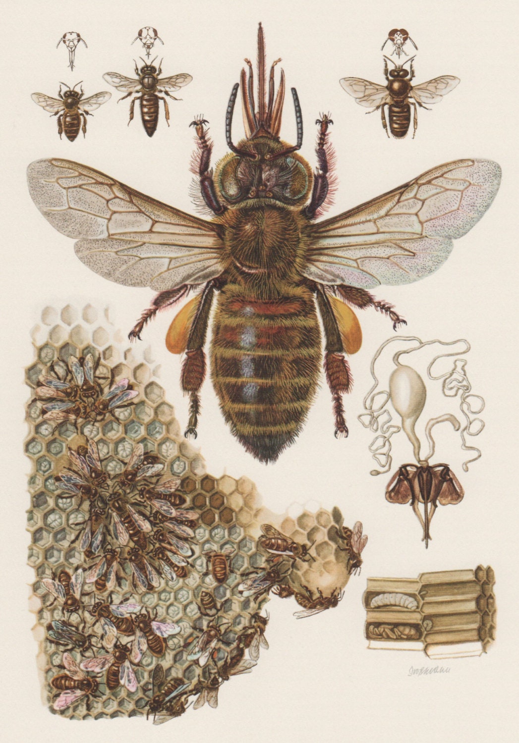 Vintage Honey Bee 73