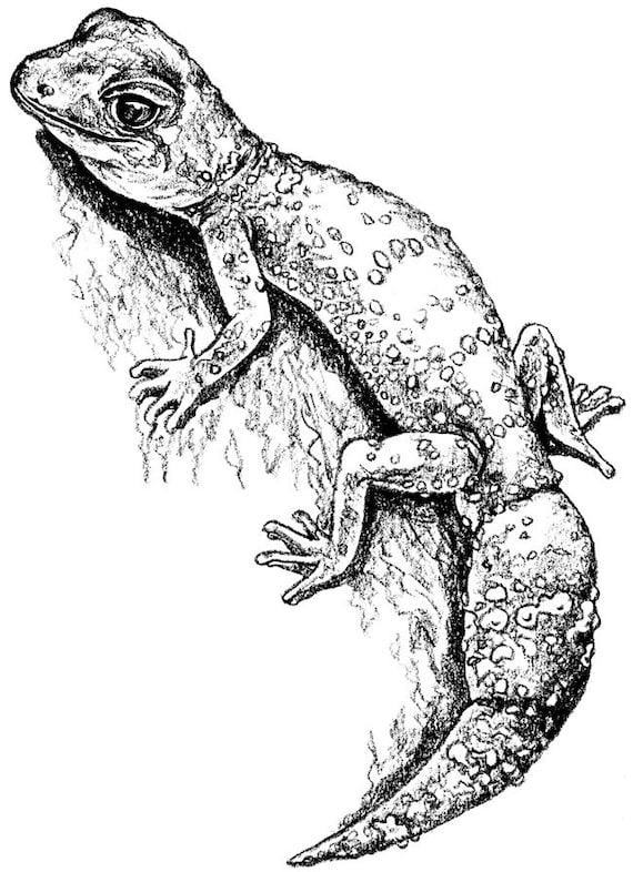 Gecko thick-tailed pencil drawing animal art wildlife art