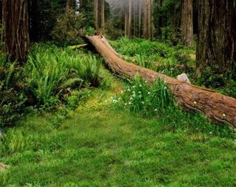 Forest Meadow Photography Backdrop
