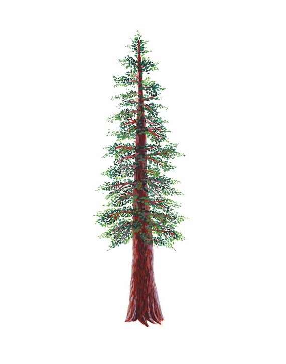 Redwood Tree Art Print watercolor and gouache reproduction