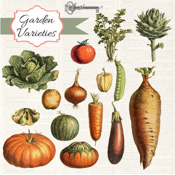 root vegetables clipart - photo #42