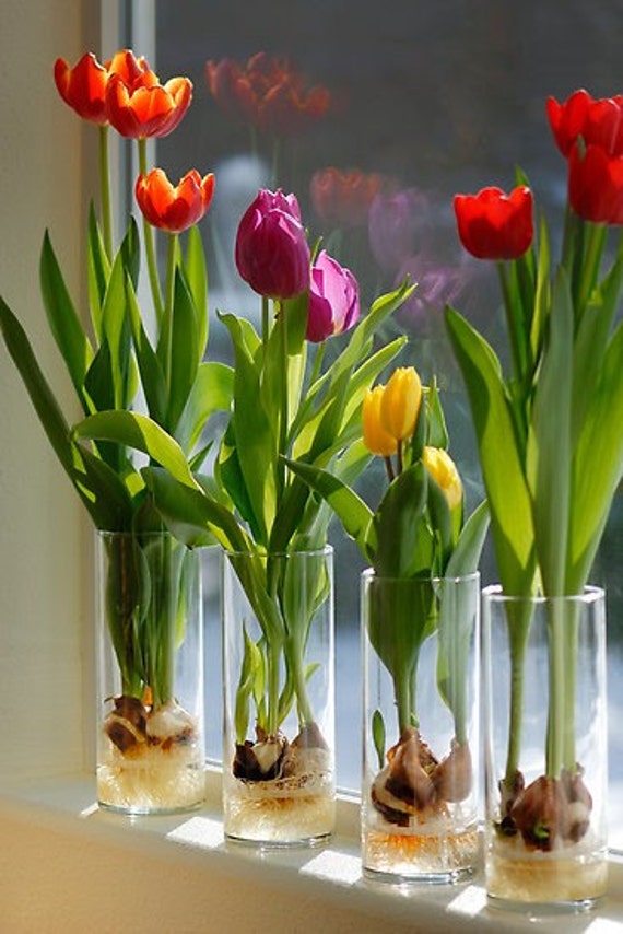 Tulip Bulb Forcing Set of 4 Includes 4 Glass Cylindrical