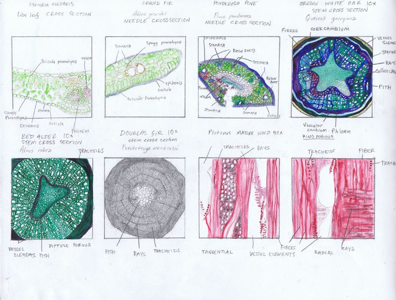 A Drawing of microscope slides from angiosperm and gymnosperm