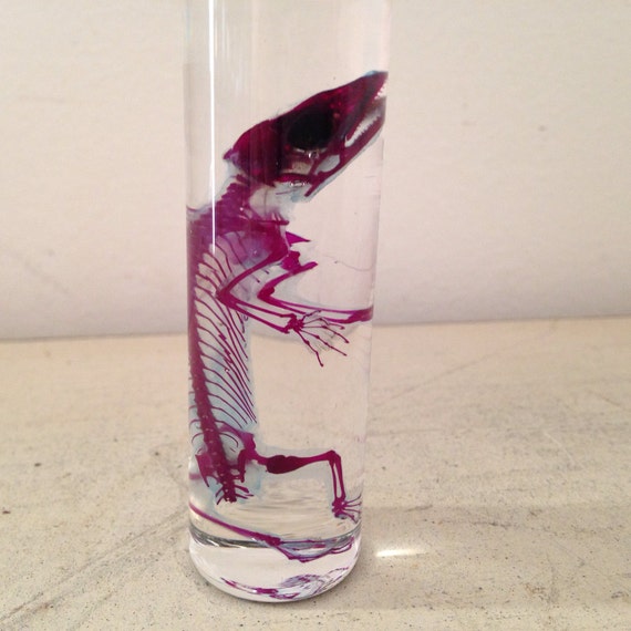 Diaphonized Lizard Wet Specimen Preserved Diaphonization