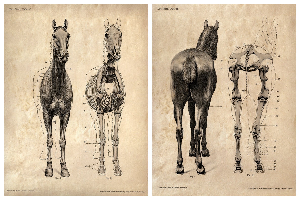 Horse anatomy Skeleton Prints - Two Matching Vintage Science Animal