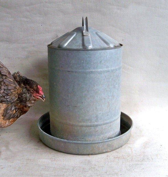galvanised chicken water feeder