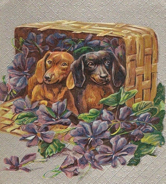 Pair of Dachshunds in Basket full of Purple Violets Best Wishes Vintage Postcard 1910