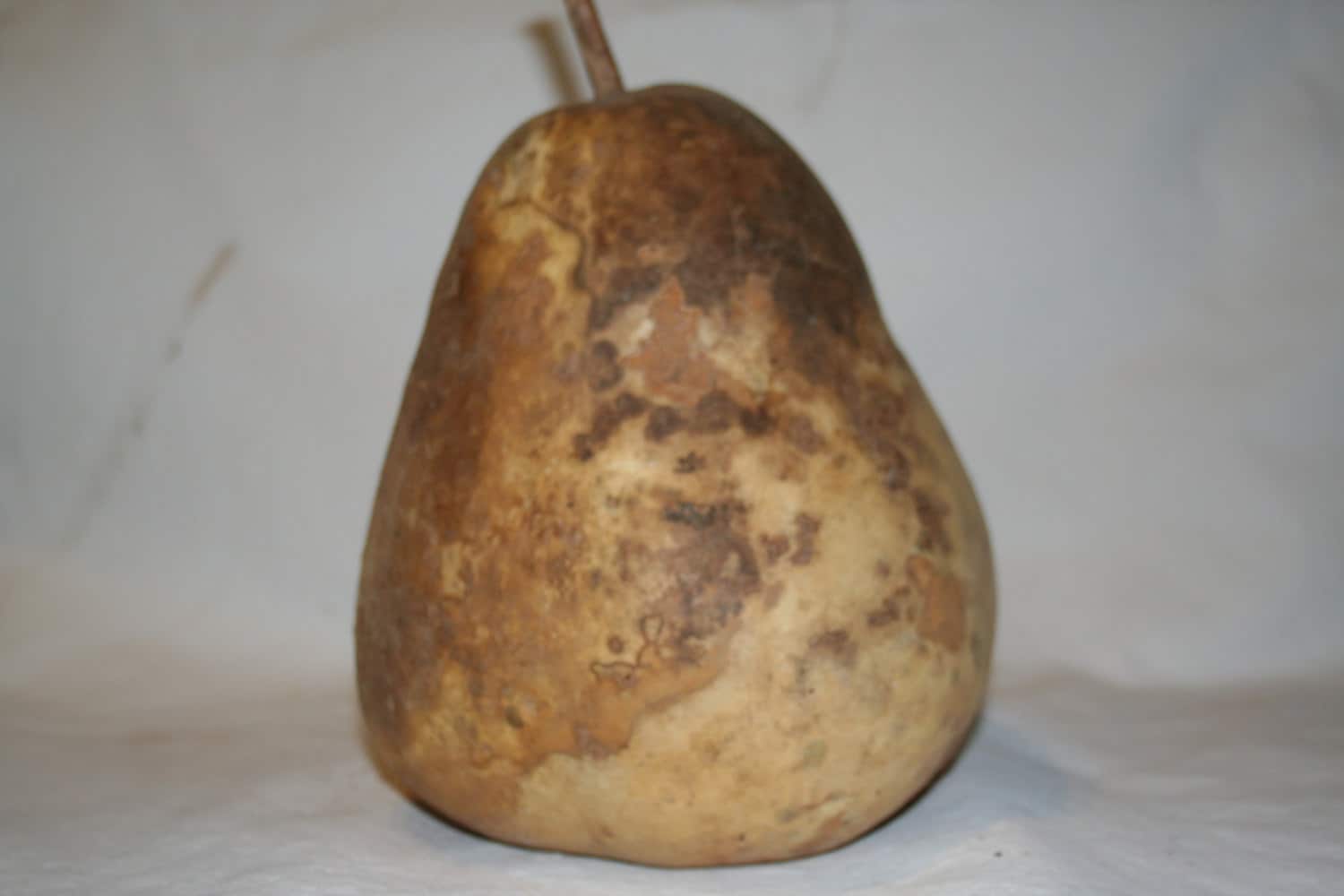 African Wine Kettle Gourd Uncleaned by gourdvine on Etsy