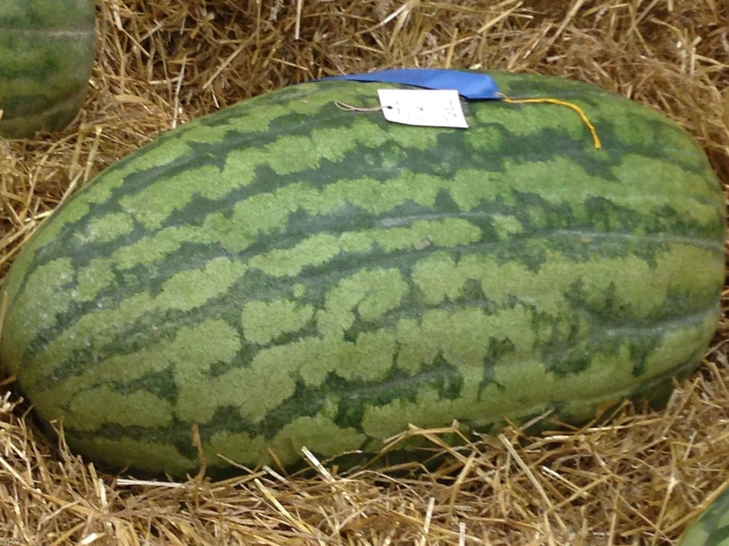 10 Carolina Cross Watermelon Seeds1162