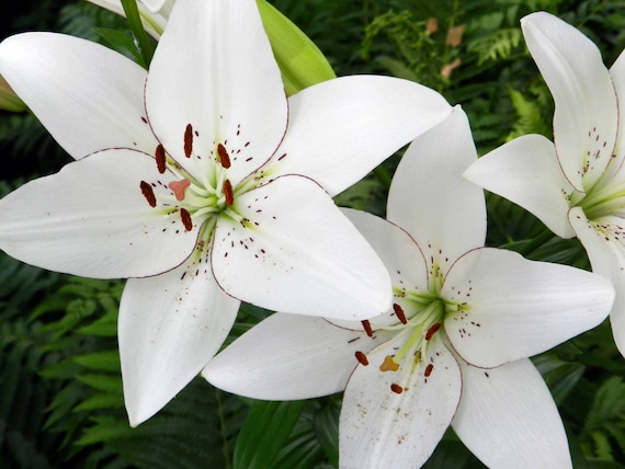 Eyeliner lily