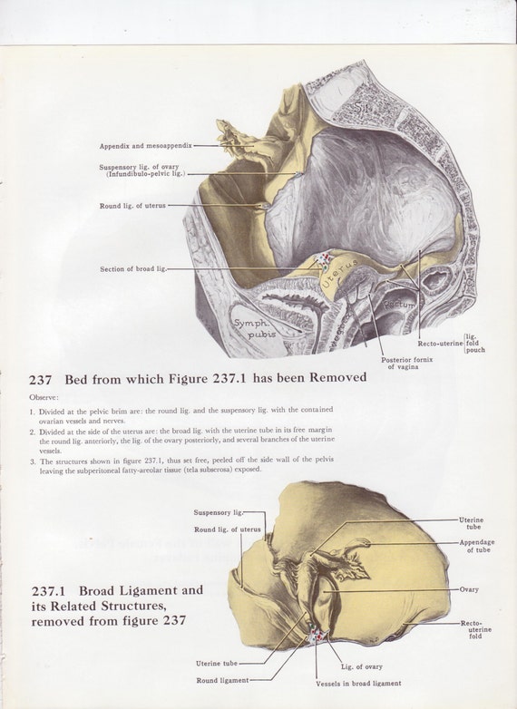 Vintage Medical Page Human Female Pelvis by TheOldTimeJunkShop