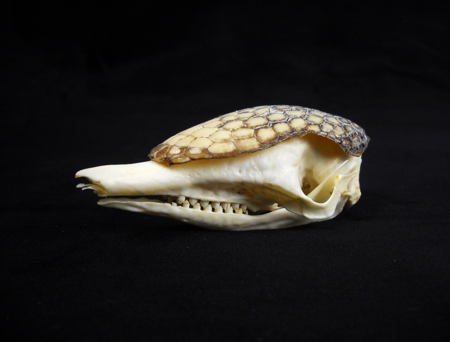 armadillo skull