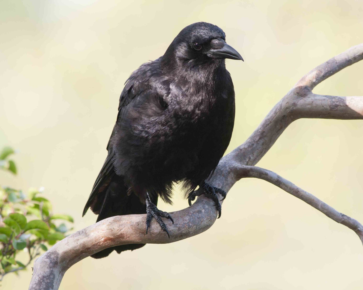 American Crow. Crows. Corvids. Wildlife Images. Birds.