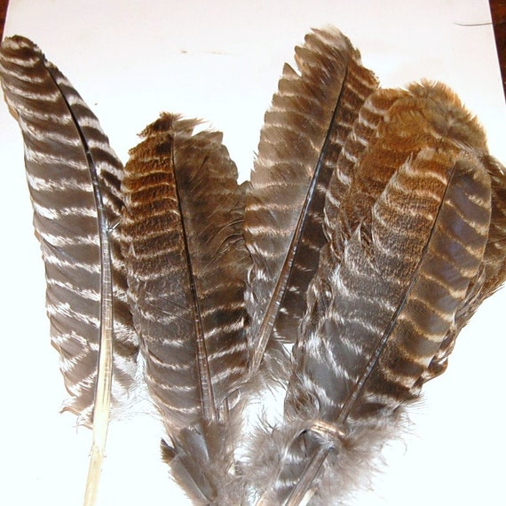 10 12 Brown White Striped Eastern Wild Turkey Quill