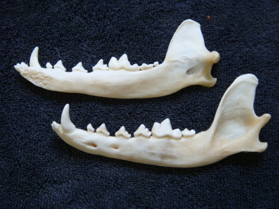 2 Real Coyote jawsboneskullteethparts by GoodtradeKevin on Etsy