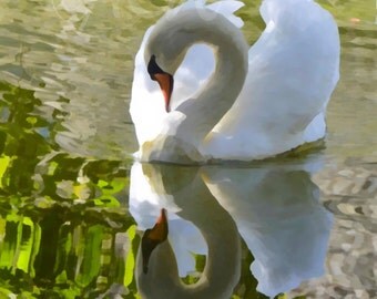 Swan's Reflection (canvas)