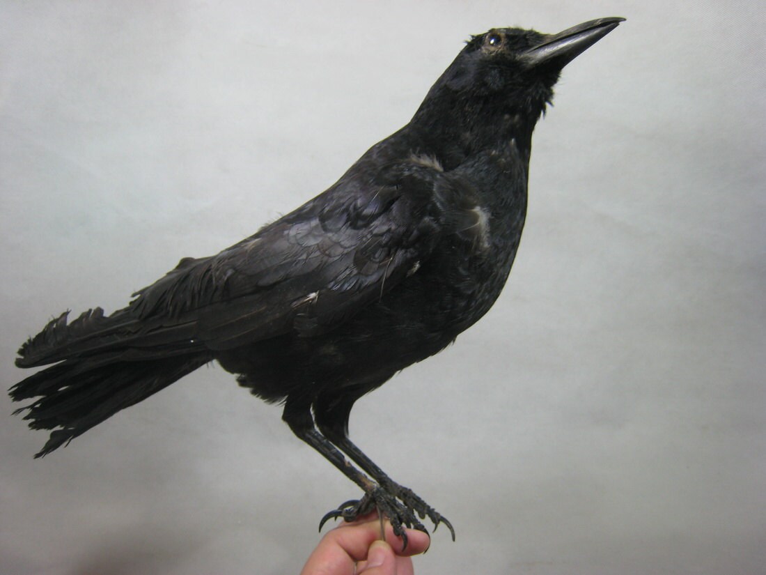 REAL Beautiful bird taxidermy black Raven crow for sale