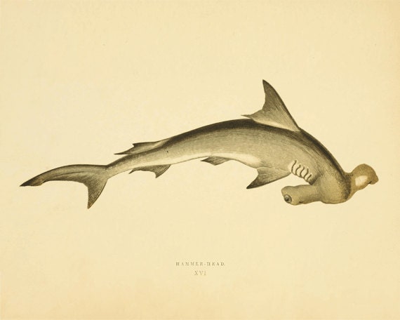 Vintage Shark 121