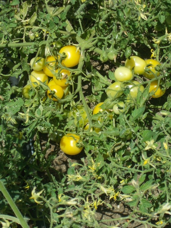 Yellow Cherry Tomato Seeds, Tom Thumb, rare tomato seed heirloom tomatoes, small cherry tomato ...