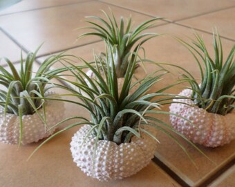 The ORIGINAL set of four Guatemala air plants in sea urchin shells