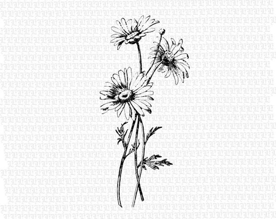 Antique Image Wild Daisies Flower Vintage Clip Art