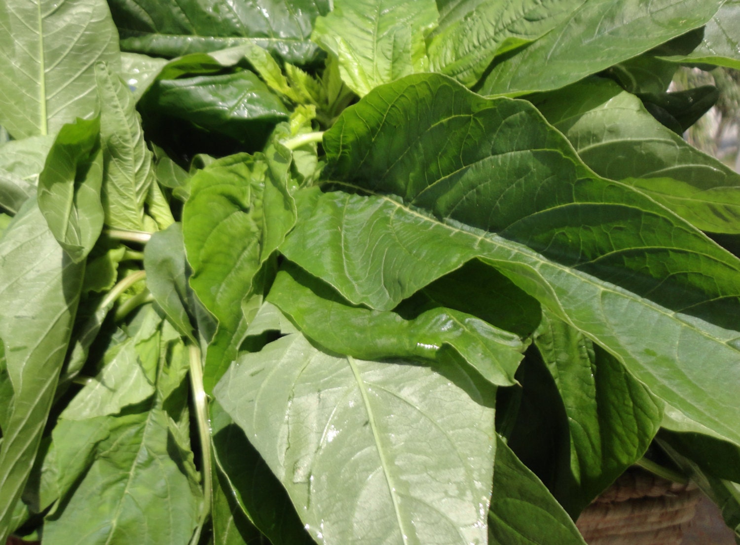Jamaican CALLALOO SEEDS Amaranth Real Jamaican Organic
