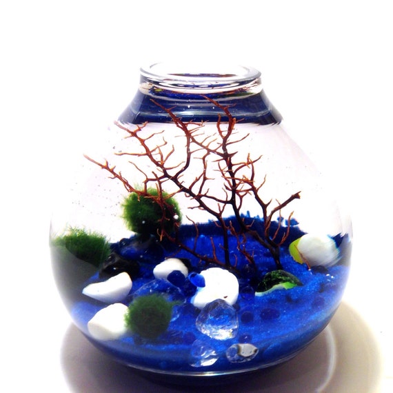 Items similar to Marimo Moss Ball Terrarium Blue Sands of Time on Etsy