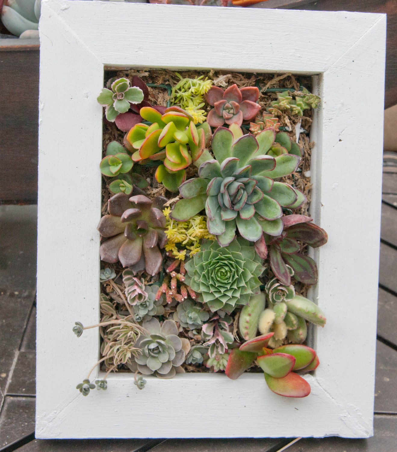 Succulent Vertical Living Wall READY to hang. 10 by