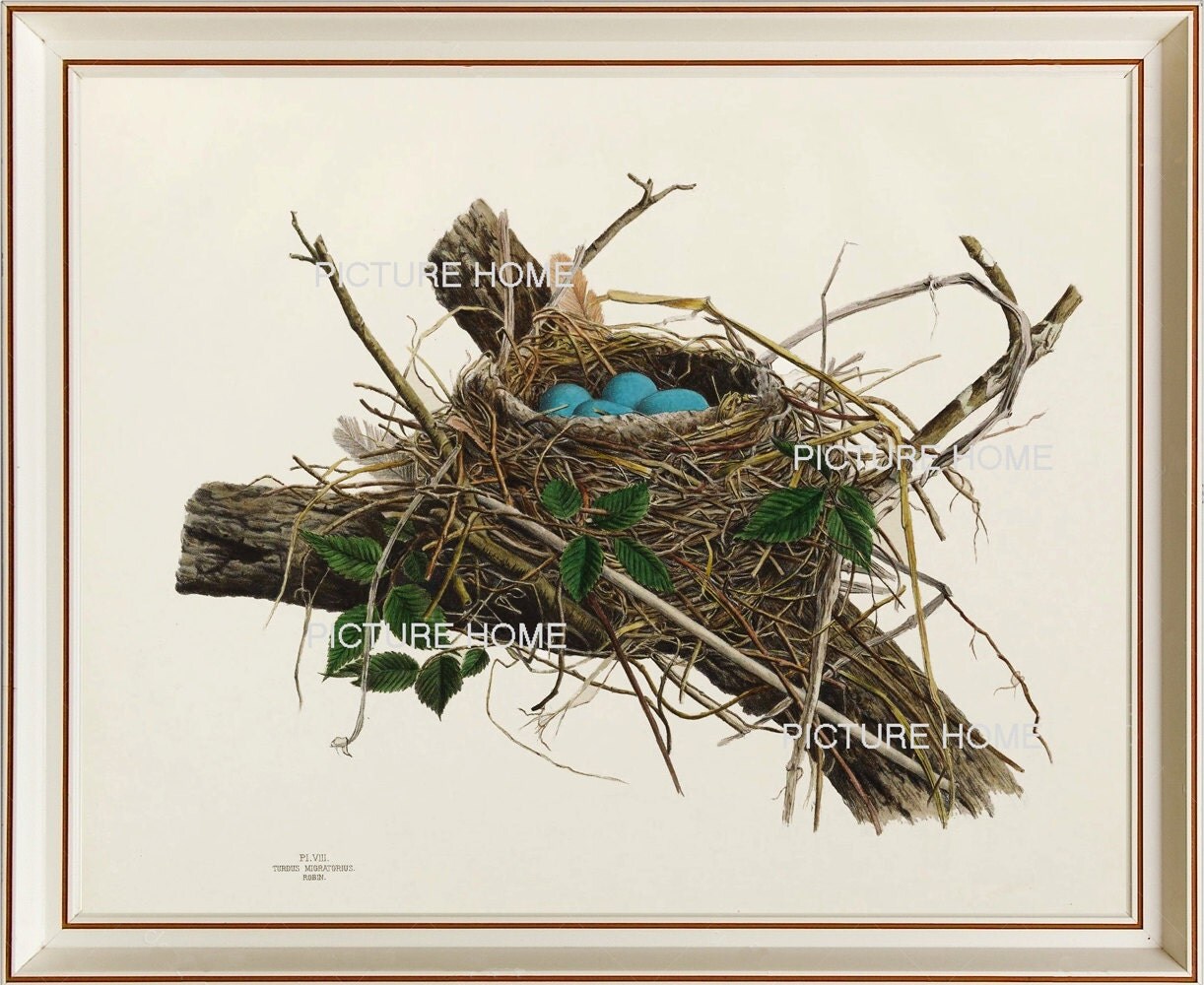 Bird Nest Eggs Print 4 Beautiful 8X10 Antique Art Room