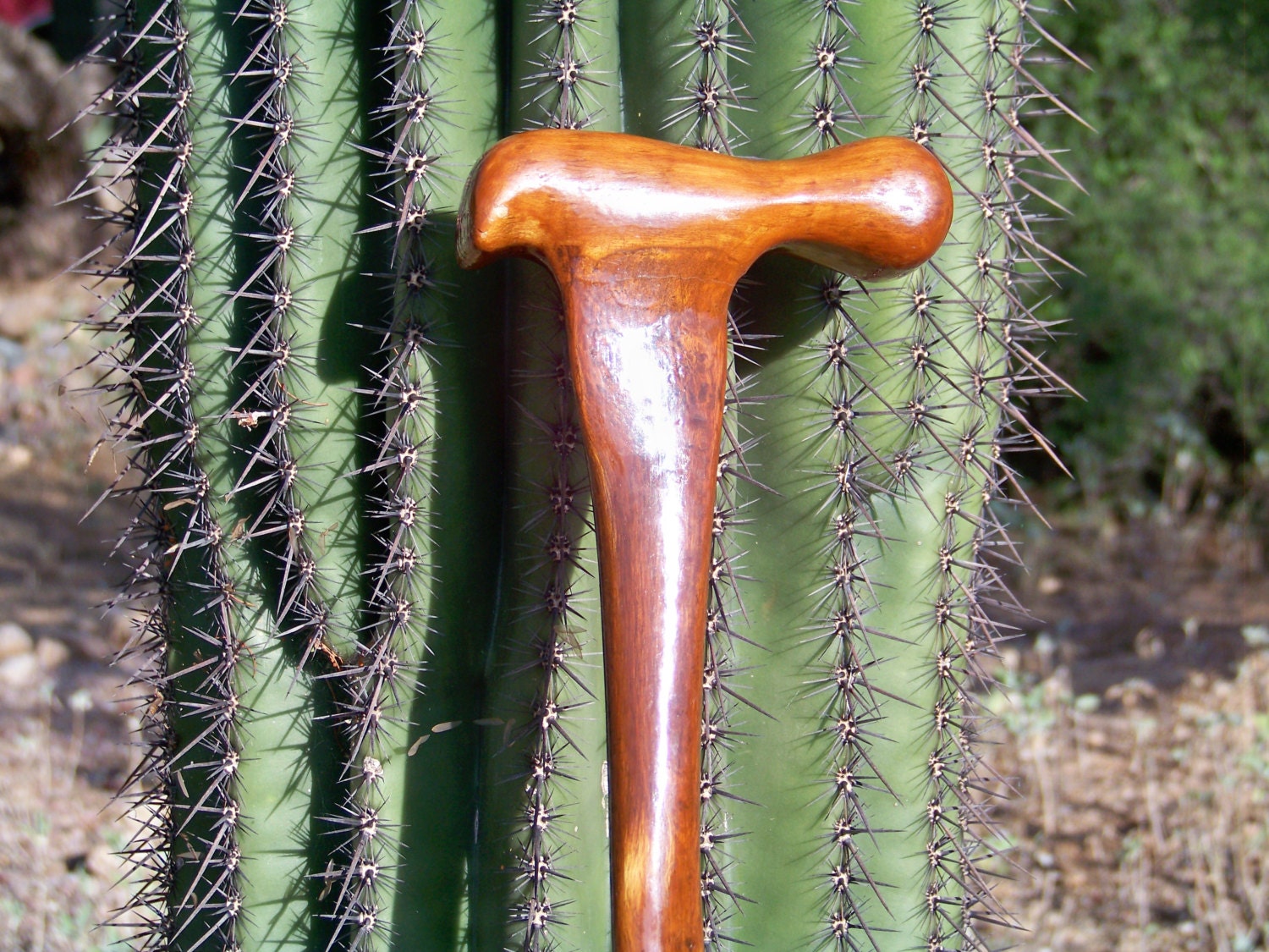 Gloss Finish Custom Made Saguaro Rib Cactus Walking Cane