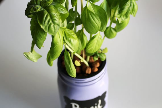 DIY Basil BUNDLE Hydroponic Mason Jar Herb Garden by NessGarden