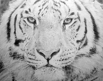 Tiger drawing, big cat art, Tiger face, Tiger sketch, large tiger ...