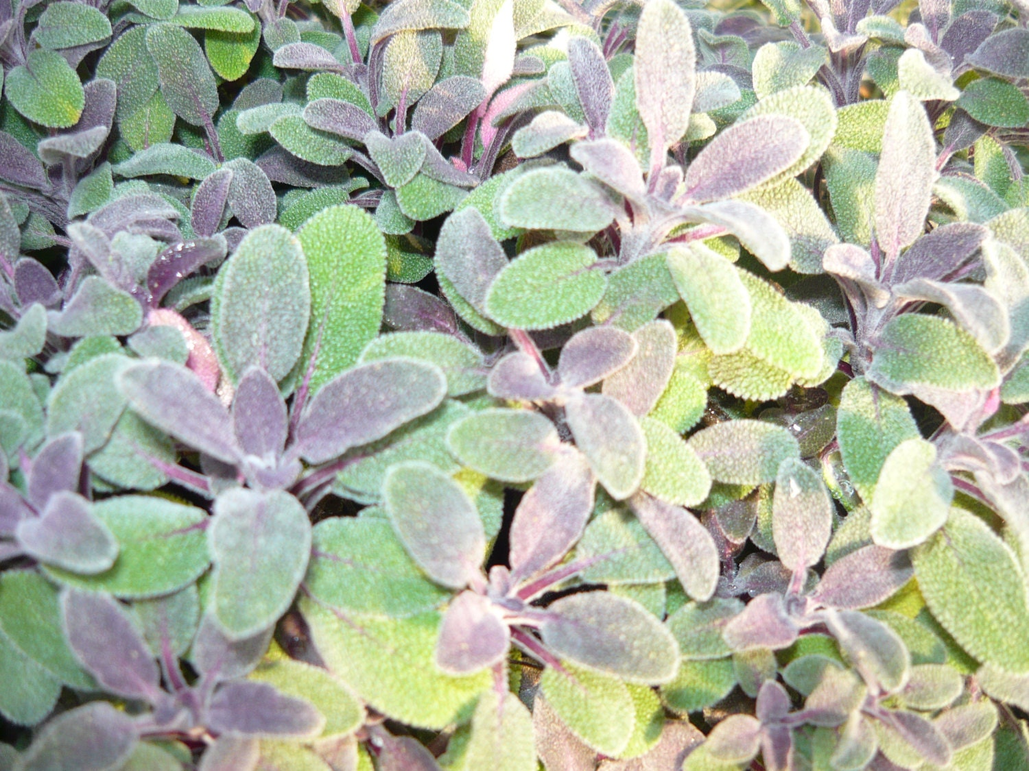 purple-sage-live-herb-plant