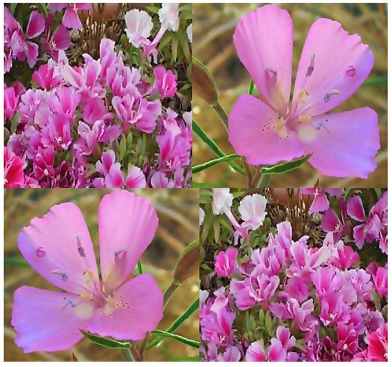 3000 x Clarkia GODETIA DWARF LILAC Flower by ALLooABOUTooSEEDS