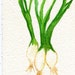 Green Onions Original Watercolor Painting, Small Vegetable Painting, Kitchen Wall Art, 4 x 6, original painting