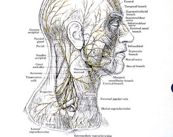 Nerves and Muscles of the Head and Neck, Deep Nerves of the Face ...