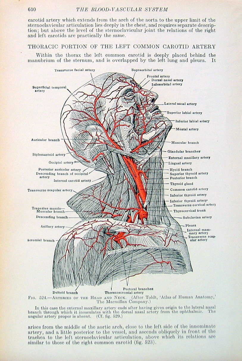 Arteries of the Head and Neck 1933 Human by mysunshinevintage