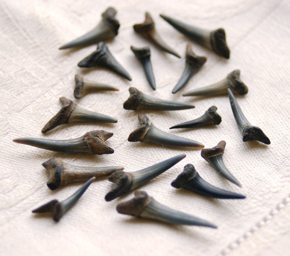 26 pieces of fossilized sand tiger shark teeth by treasurehider