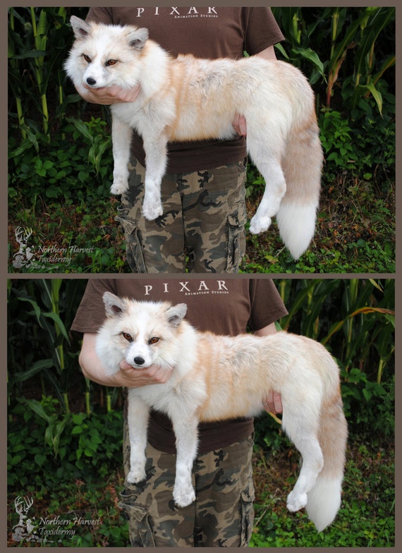 Items similar to Red Platinum Fox Taxidermy Soft Sculpture Mount Plush