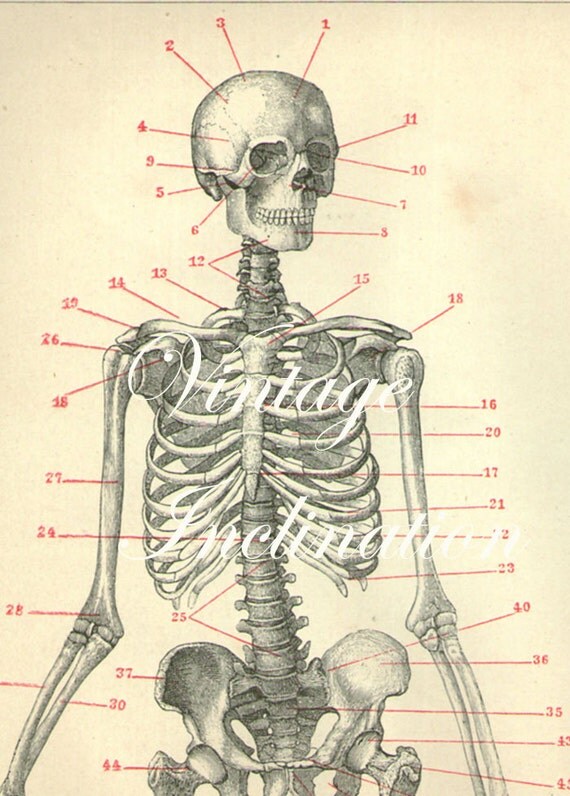 1894 Human Anatomy Print SKELETON bones