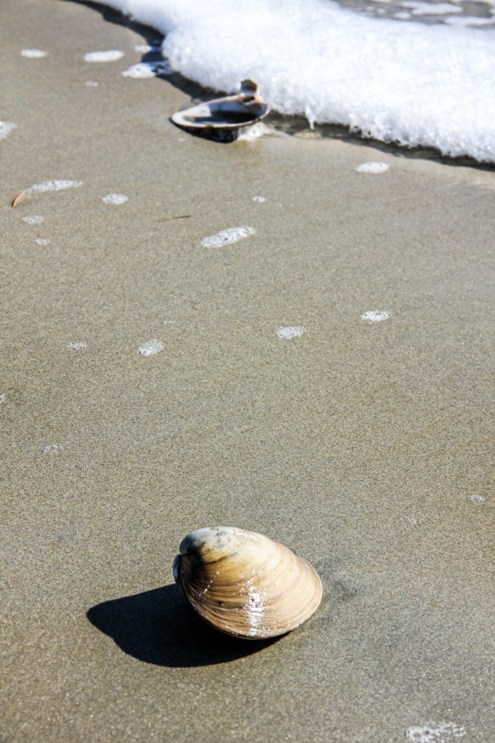 Clam Shell On Beach On The Coast Of Maine Print