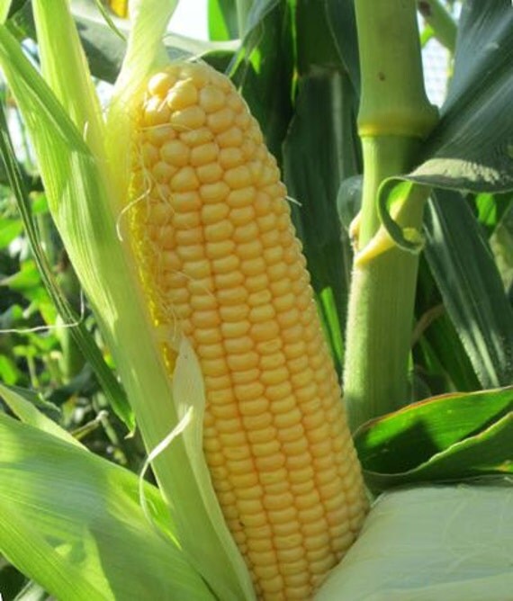 True Gold OpenPollinated Sweet Corn CERTIFIED ORGANIC 1