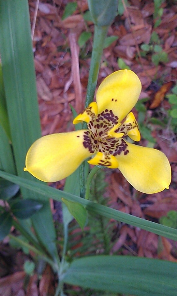 SPECIAL// 2for12// Yellow Walking Iris by OakStreetBotanicals