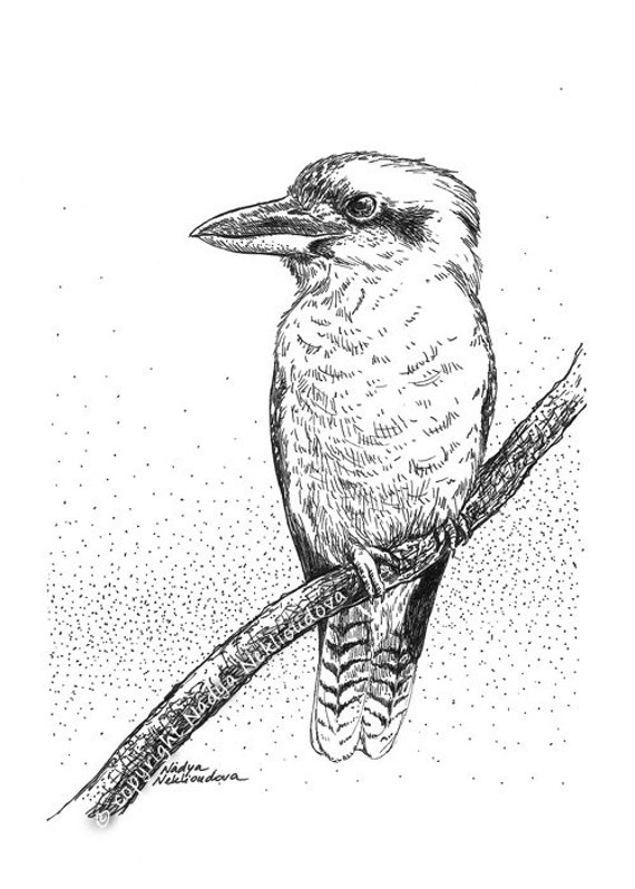 Kookaburra sketch original drawing 5x7 inches 12x18cm pen