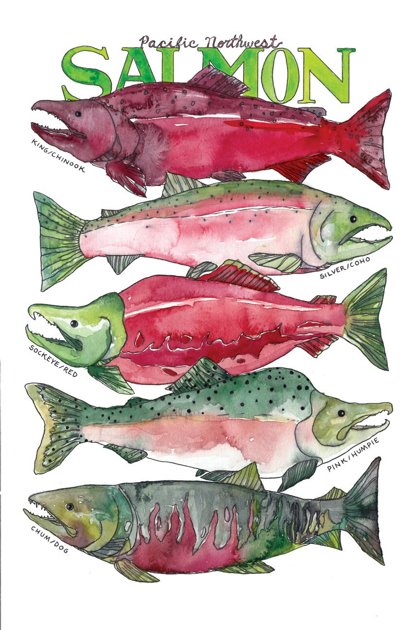 Pacific Northwest Salmon Watercolor Art Print by MarcellaStudio