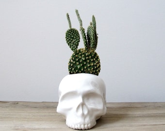 Human Skull Ceramic Planter - perfect for cactus succulent or air plant