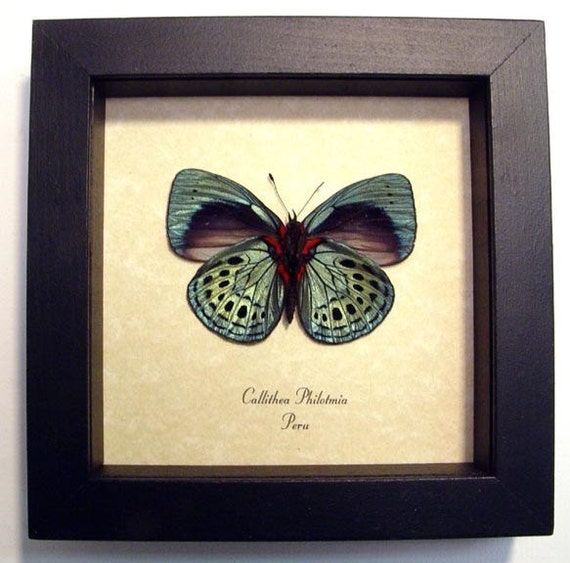 Mother's Day Gift Real Butterfly Gifts Best Seller 14