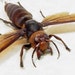 Real Giant Japanese Hornet Vespa Mandarina Female 7990