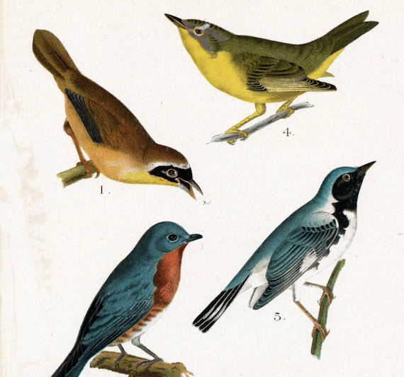 1903 Antique Chromolithograph of Birds of Canada and the US. Plate 6. Yellowthroat, Bluebird, Wren, Warbler, Kinglet